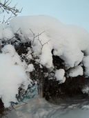 Lumiportti salaiseen puutarhaan