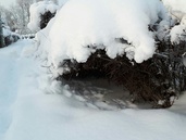 Pupun piilopaikka / kanin kolonen